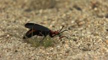 Desert Blister Beetle Black And Orange Beetle Walking On Desert Floor Sand Lytta Magister Desert Creatures
