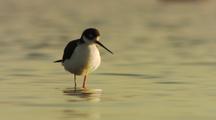 Black-Necked Stilt Standing In Water Feeding With Ducks In Background California Birds Desert Birds