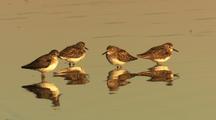 Sandpipers Shorebirds In Calm Water Reflections Standing Then Fly Away