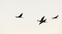 Sandhill Sand Hill Cranes Flying Silhouette Sunset Sunrise Migration Action Movement Calm