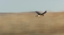 Marsh Hawk Flying Low Chasing Ducks Landing On Dry Brush 