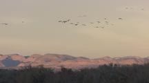 Sandhill Cranes Flying  Flock At Sunset Sunrise Migration On-The-Go Southwest Wildlife