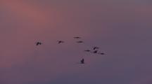 Sandhill Cranes Flying Silhouette Flock At Sunset Sunrise Migration On-The-Go Southwest Wildlife