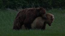 Brown Bears Mating Grizzly Bears Alaska Wildlife 