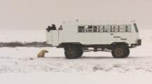 Polar Bear Ecotourism Travel To Arctic Climate Change Global Warming People Viewing From Tundra Buggy