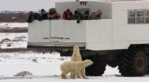 Polar Bear Ecotourism Travel To Arctic Climate Change Global Warming People Viewing From Tundra Buggy