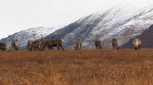 Caribou in Alaska north slope migrate across tundra alaska wildlife ANWR