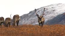 Caribou in Alaska north slope migrate across tundra alaska wildlife ANWR