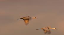 Close Up Tracking Shot Sandhill Cranes In Early Morning Light Fly Past Sparsely Vegetated Desert Mountain Exit Frame