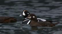 Harlequin Duck Histrionicus Histrionicus   Stunning Bird On Water Pattern Male And Female