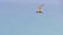 Arctic Tern Flying, Nesting, Summer Migration Alaska