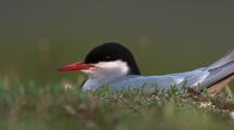 Arctic Tern Nesting, Summer Migration Alaska