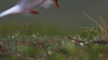 Arctic Tern Lands On Nest, Summer Migration Alaska
