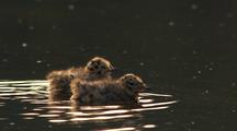 Bonaparte's Gull Fuzzy Cute Chicks Floating In Water