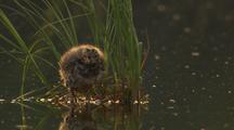 Bonaparte's Gull Fuzzy Cute Chicks Perch On Rock, Swims Away