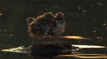 Bonaparte's Gull Fuzzy Cute Chicks Perching On Rock Arctic Wildlife