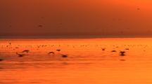 Sunset Over Calm Water Lake Sea Orange Sunrise Birds Flying Over Water