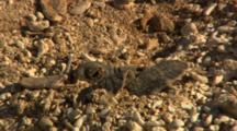 Green Sea Turtle Hatchlings Dig Out Of Nest Heading To Ocean Baby Turtles Hurry To Water