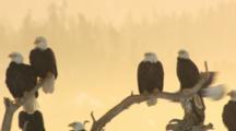 Adult And Subadult Bald Eagles Perch On Downed Tree With Much Calling And Flapping In Front Of Orange Haze Of Blowing Snow