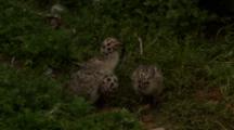 Spotted Seagull Chicks At Rookery Coast Of Alaska