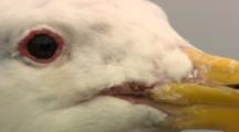 Super Close Up Glaucous Winged Gull At Rookery On Coast Of Alaska