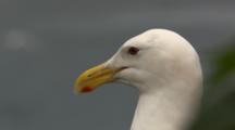 Glaucous Winged Gull Clacks Beak Together
