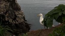 Glaucous Winged Gull Clacks Beak Together