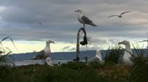 Glaucous Winged Gulls Near Remote Camera