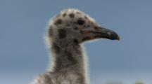 Glaucous Winged Gull Chick
