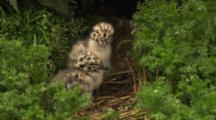 Spotted Chicks Of Glaucous Winged Gull