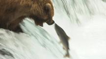 Three Fish Fly Past Waiting Brown Grizzly Bear Then One Fish Jumps Right Into Bears Mount During Hungry Lunchtime