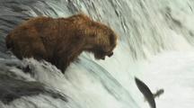 Brown grizzly bears catching jumping salmon jump into mouth wild alaska wildlife katmai sockeye