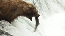 Brown Grizzly Bear And Cubs Catching Jumping Salmon Jump Into Mouth Wild Alaska Wildlife Katmai Sockeye