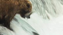 Brown Grizzly Bears Catching Jumping Salmon Jump Into Mouth Wild Alaska Wildlife Katmai Sockeye