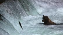 Brown Grizzly Bear Waits At Bottom Of Waterfall For Salmon