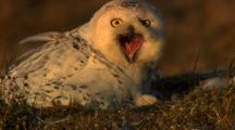 Snowy Owl Feeding Lemming To Chick In Arctic 