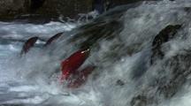 Sockeye Salmon Swimming Up Stream Through Alaska Jumping Up Waterfall