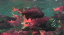 Salmon Migration Stock Footage