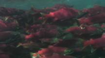 Sockeye Salmon Red Salmon Swimming Underwater Clear River Alaska Fisheries Wildlife