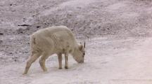 Dall Sheep Walks Along And Grazes On Snowy Hillside Alaska