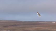 Short-Eared Owl Flies Over Arctic Tundra, Alaska