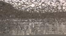 big flock of shorebirds flying and resting in Cordova Alaska