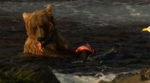 Beautiful Light Stunning Light Brown Bear Grizzly Bear Eating Red Sockeye Salmon In Alaska River