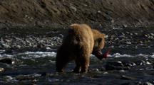 Brown Bear Grizzly Bear Mother And Cub Fish For Salmon Catch Brilliant Red Salmon In Rapids