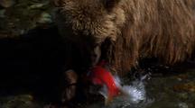 High Angle Choosy Brown Bear Grizzly Bear Catches Releases Brilliant Red Salmon