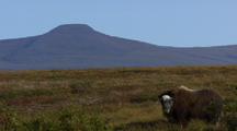 Pull From Distant Mountain To Musk Oxen Grazing In Foreground