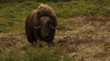 Shaggy Musk Ox Walks Toward Camera In Beautiful Tundra Setting