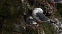 Brilliant Red Legged Kittiwake And Young Chick Nest On Rocky Cliff Coast Of Alaska