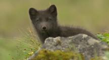 Arctic Cross Fox Kits On Marine Tundra Habitat