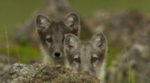 Arctic Cross Fox Kits On Marine Tundra Habitat